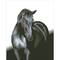 Diamond Dotz® Intermediate Midnight Stallion Diamond Painting Kit